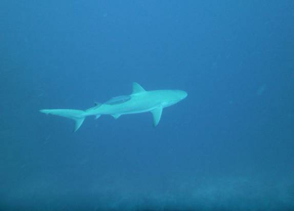 Muitos tubarões durante mergulho em Felipe's Point, em Providencia, ilha colombiana no Caribe